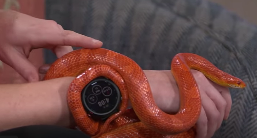 Reptile specialist Horwitz with an orange snake named Pumpkin wrapped around her arm.
