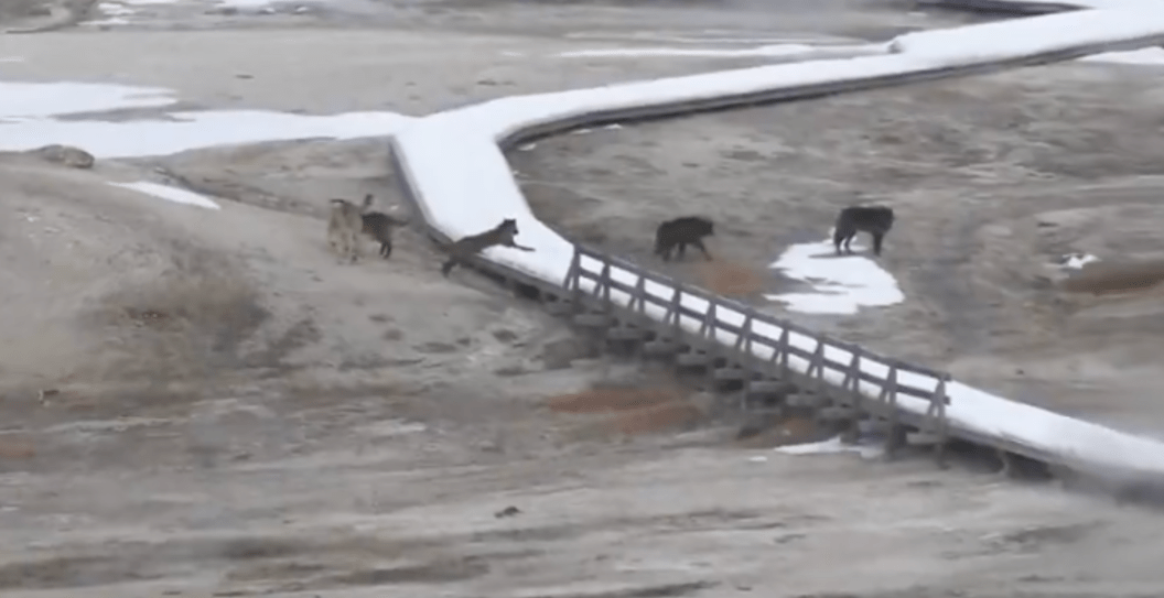 Wolves play on the boardwalk in Yellowstone