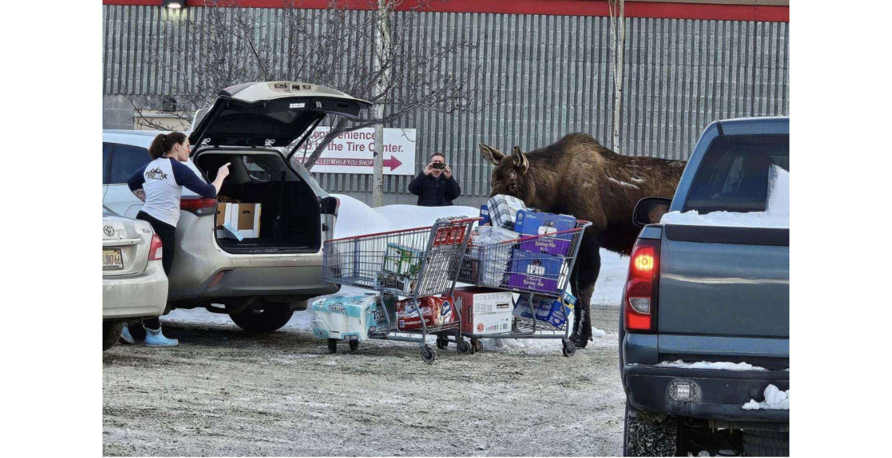 alaska moose in a costco parking lot