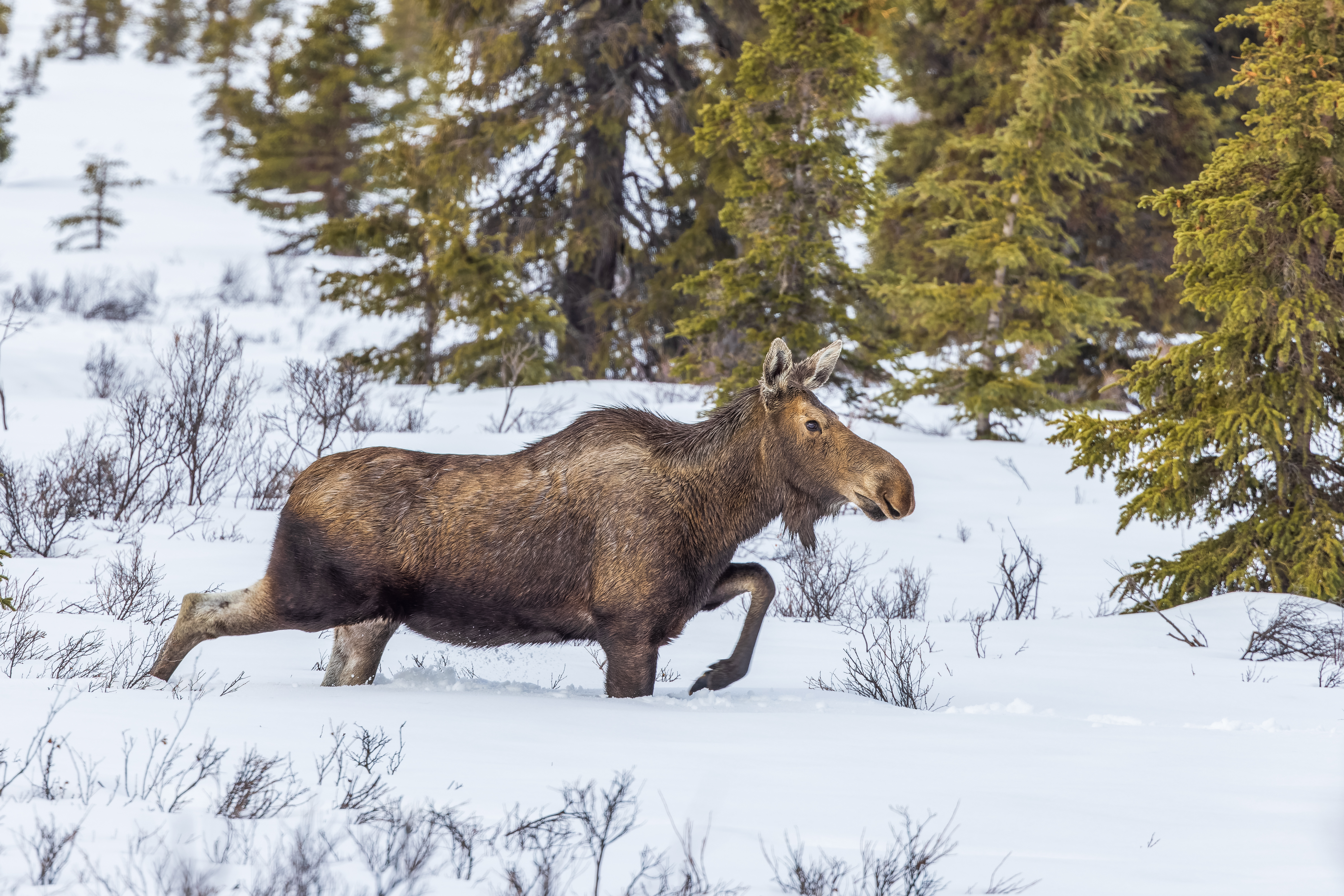 alaska teen trampled by moose