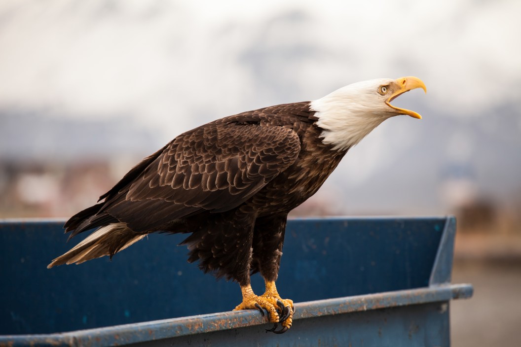 bald eagles take over alaskan dump