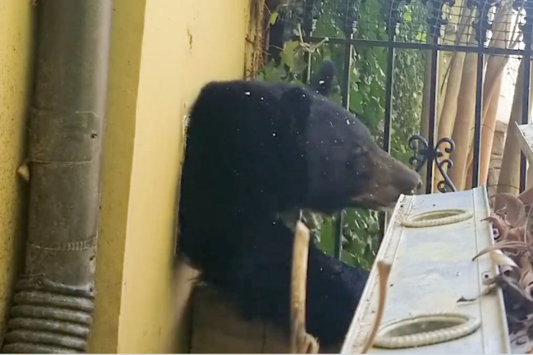bear crawls out from under North Carolina home