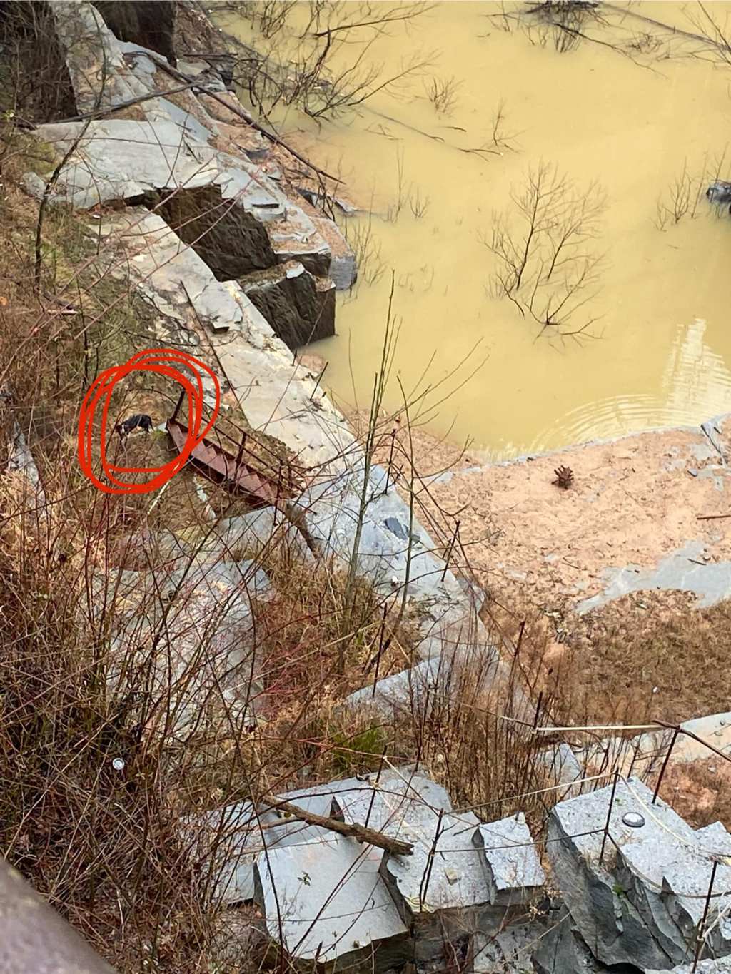 Dog falls into a quarry 