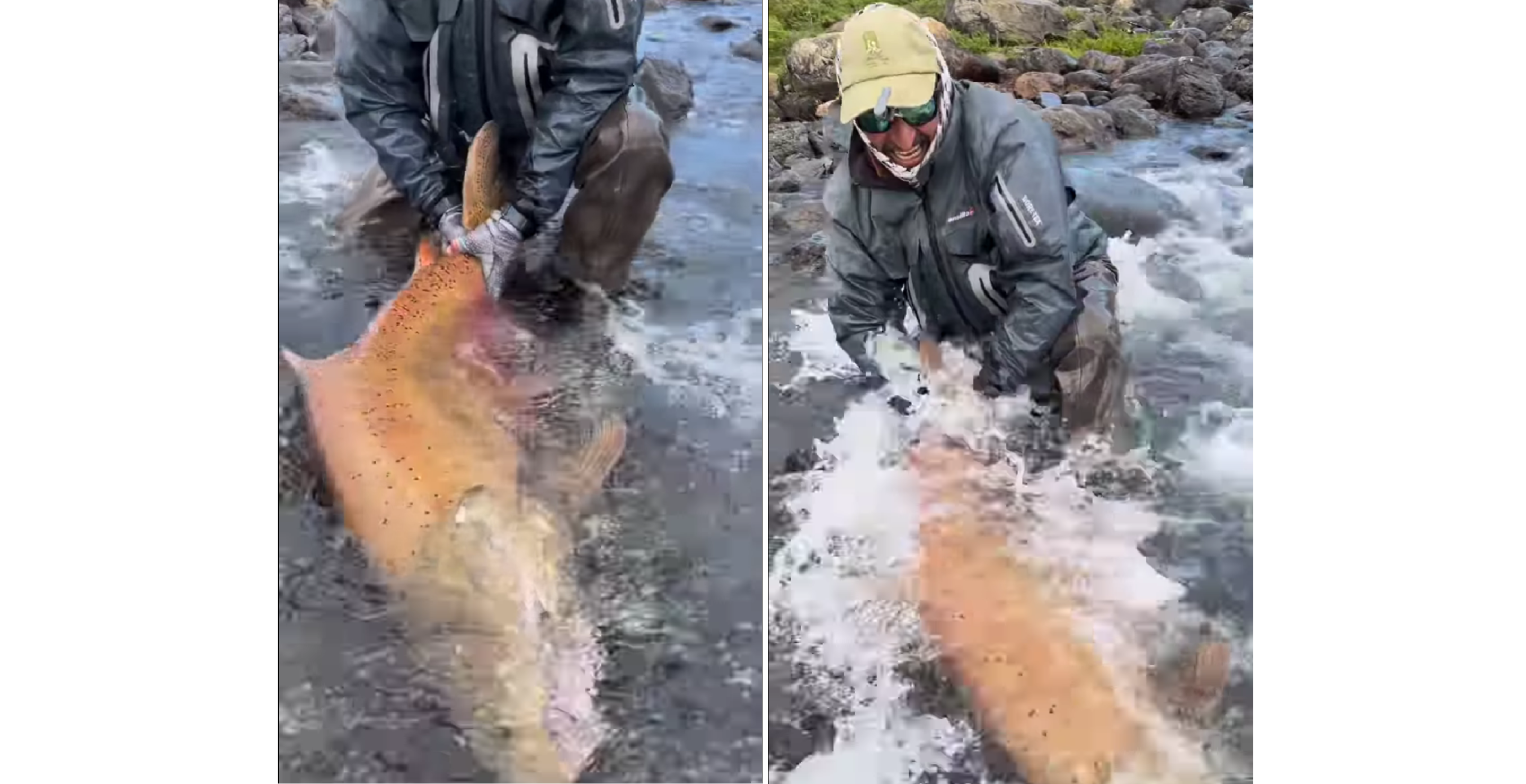 massive argentina king salmon