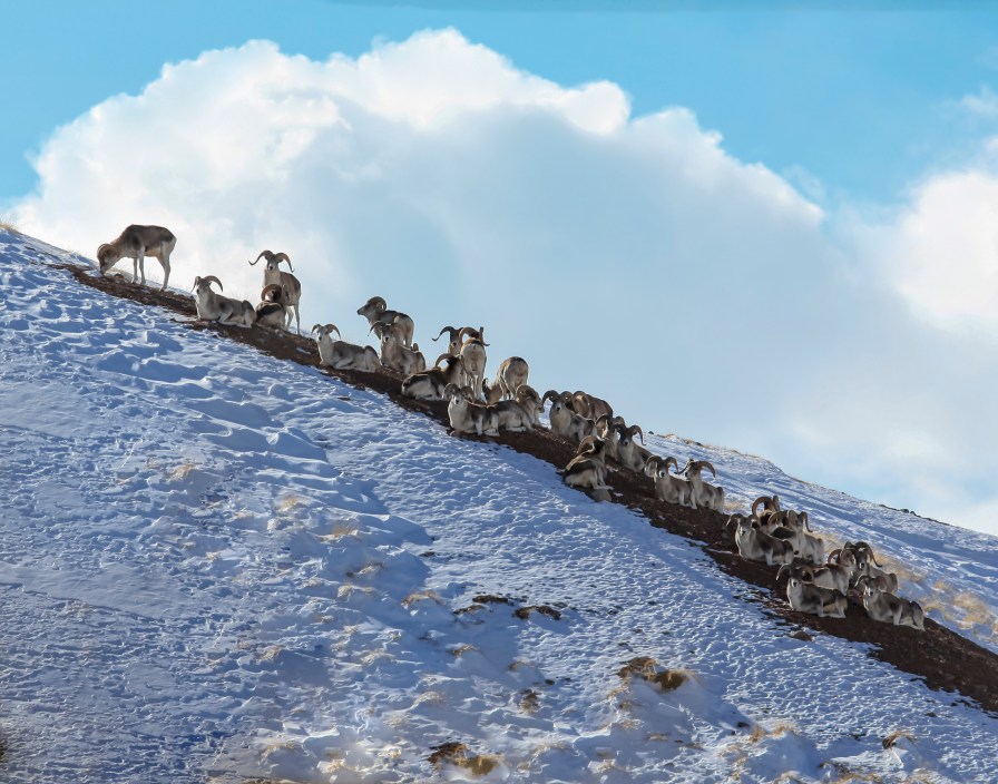 Montana man charged with cloning marco polo sheep