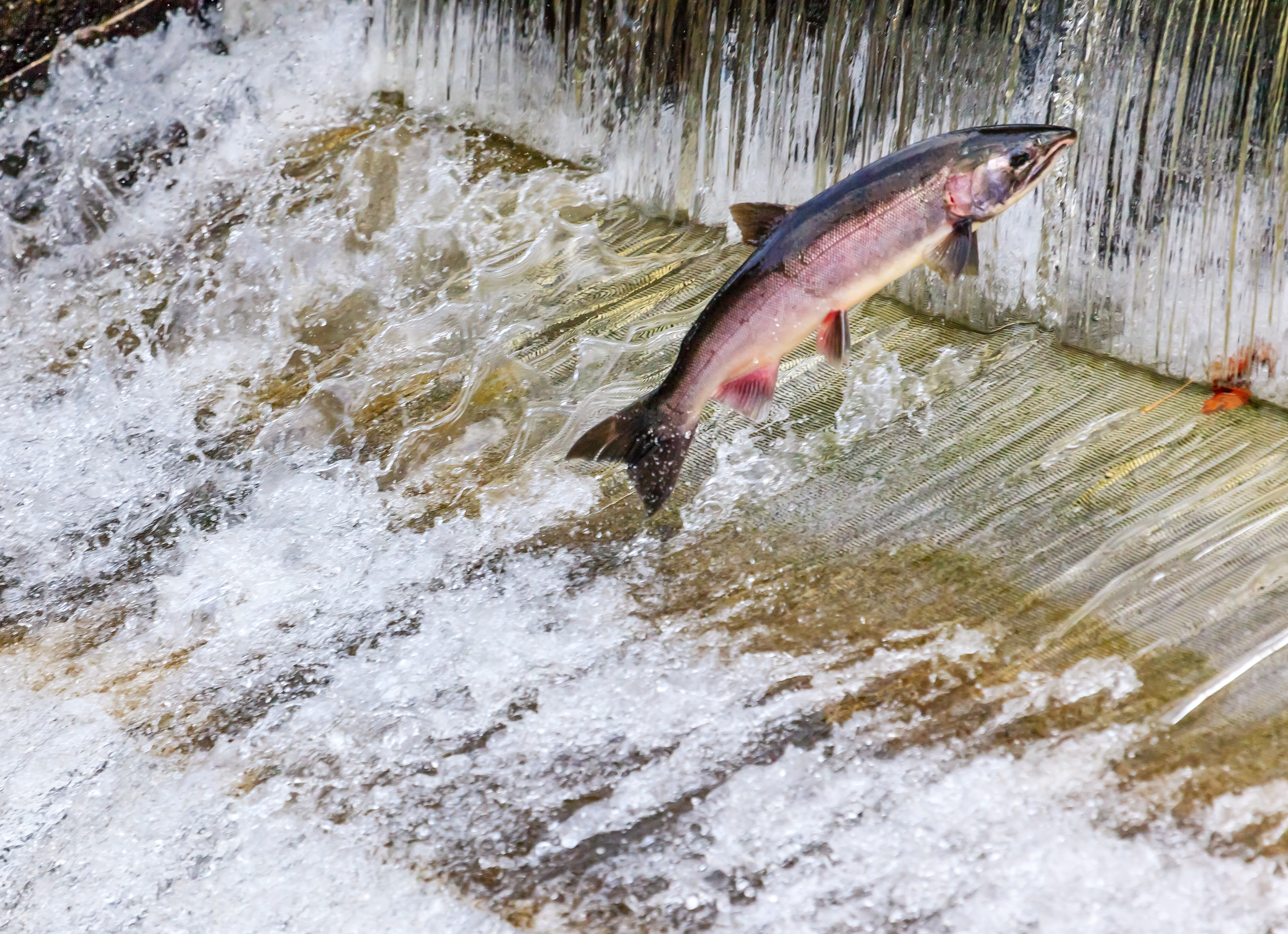 pacific northwest salmon blocked by dams