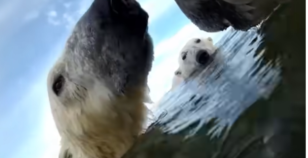 polar bear study climate change