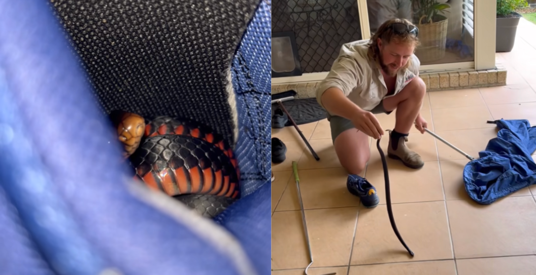snake found in shoe in australia