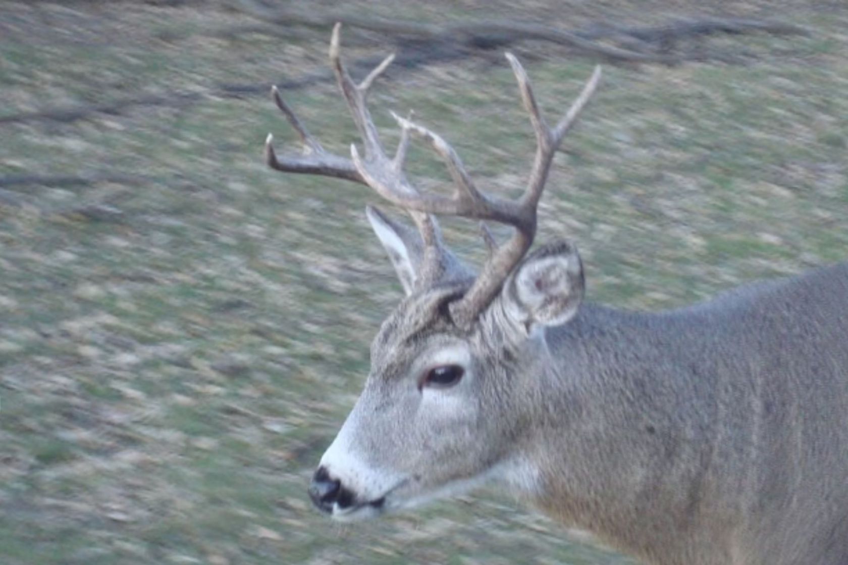 frankendeer-a-hybrid-whitetail-mule-deer-enigma