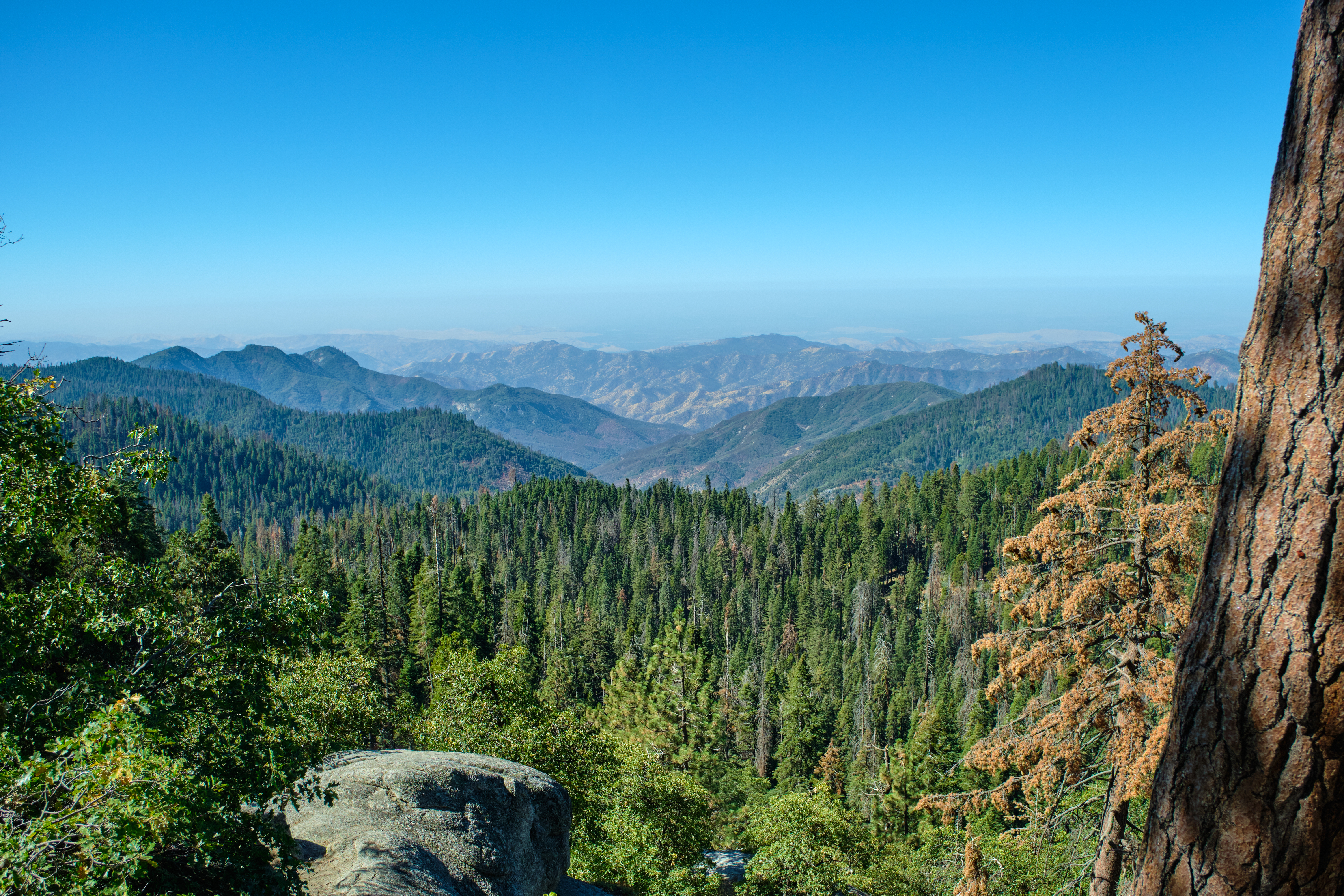 Majestic giants in Sequoia National Park in California, USA