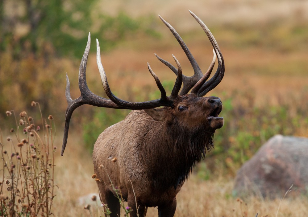 lessons in elk hunting
