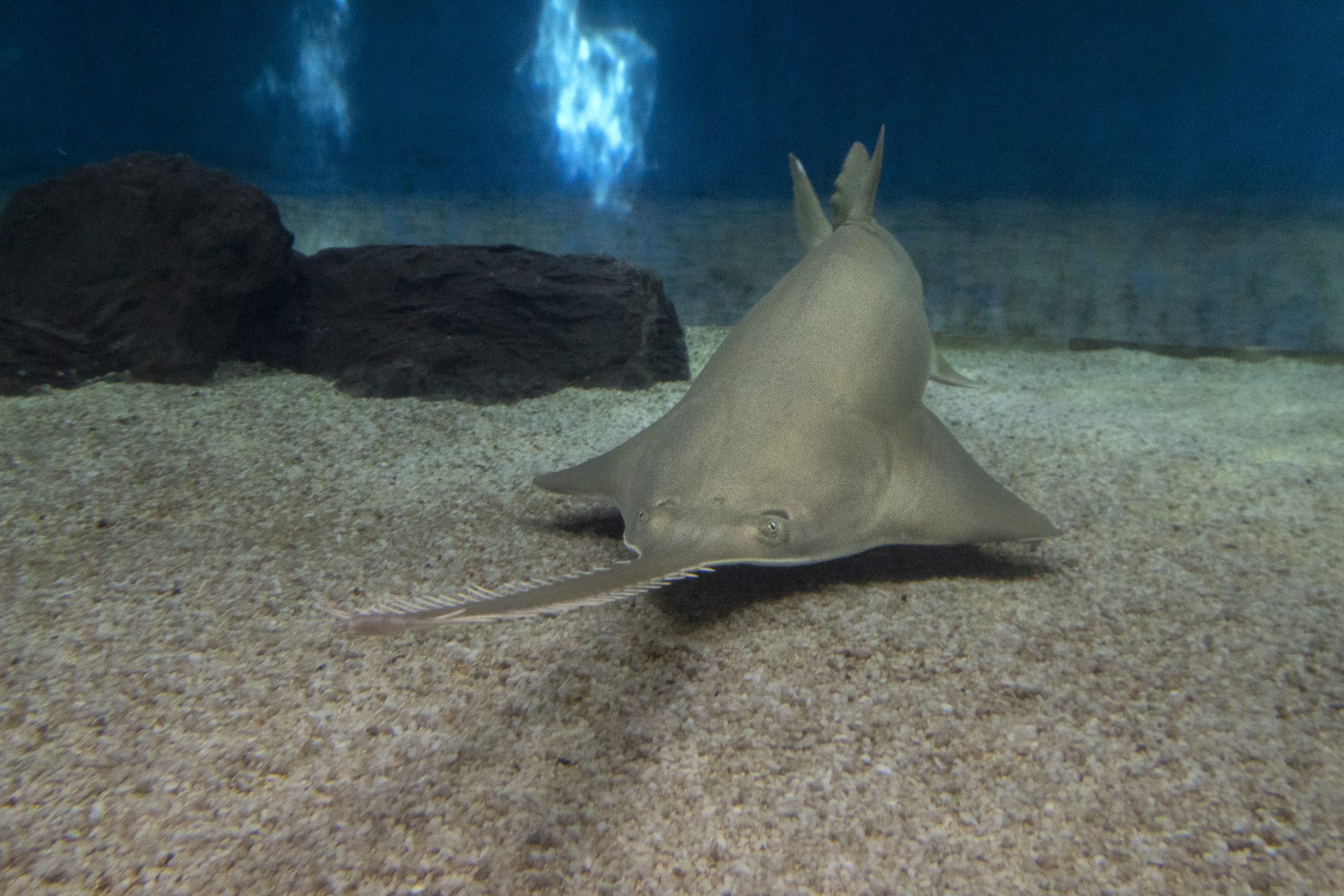 sawfish underwater close up detail of mouth and saw