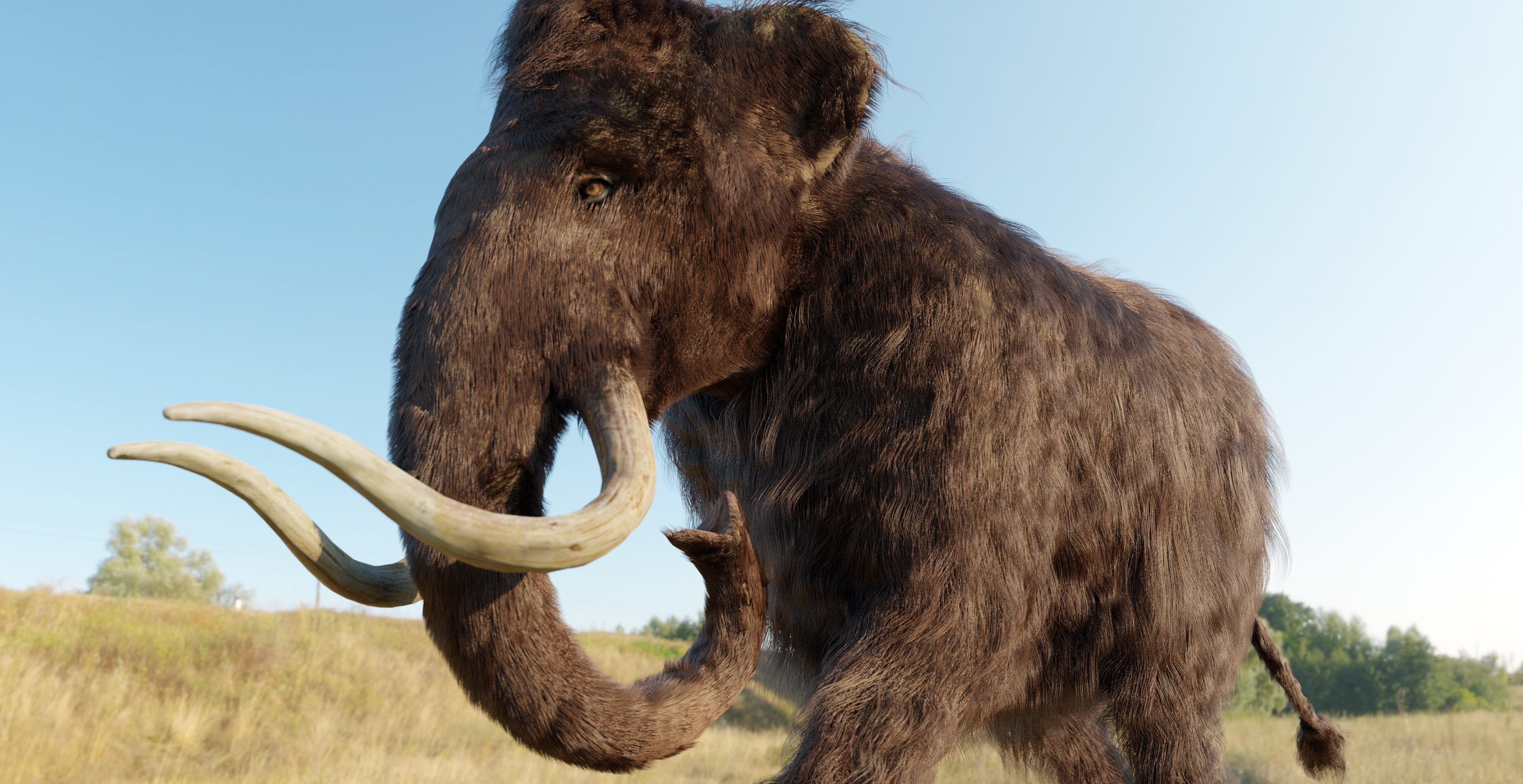 A 3D illustration of a Woolly Mammoth walking across a grassy field.