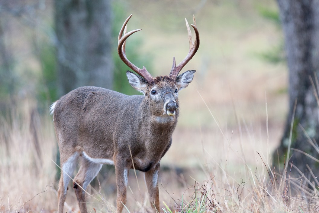 Whitetail male buck deer