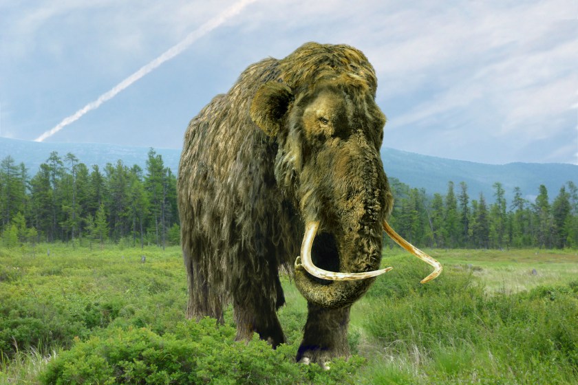 Mammoth in the summer taiga at the present time.