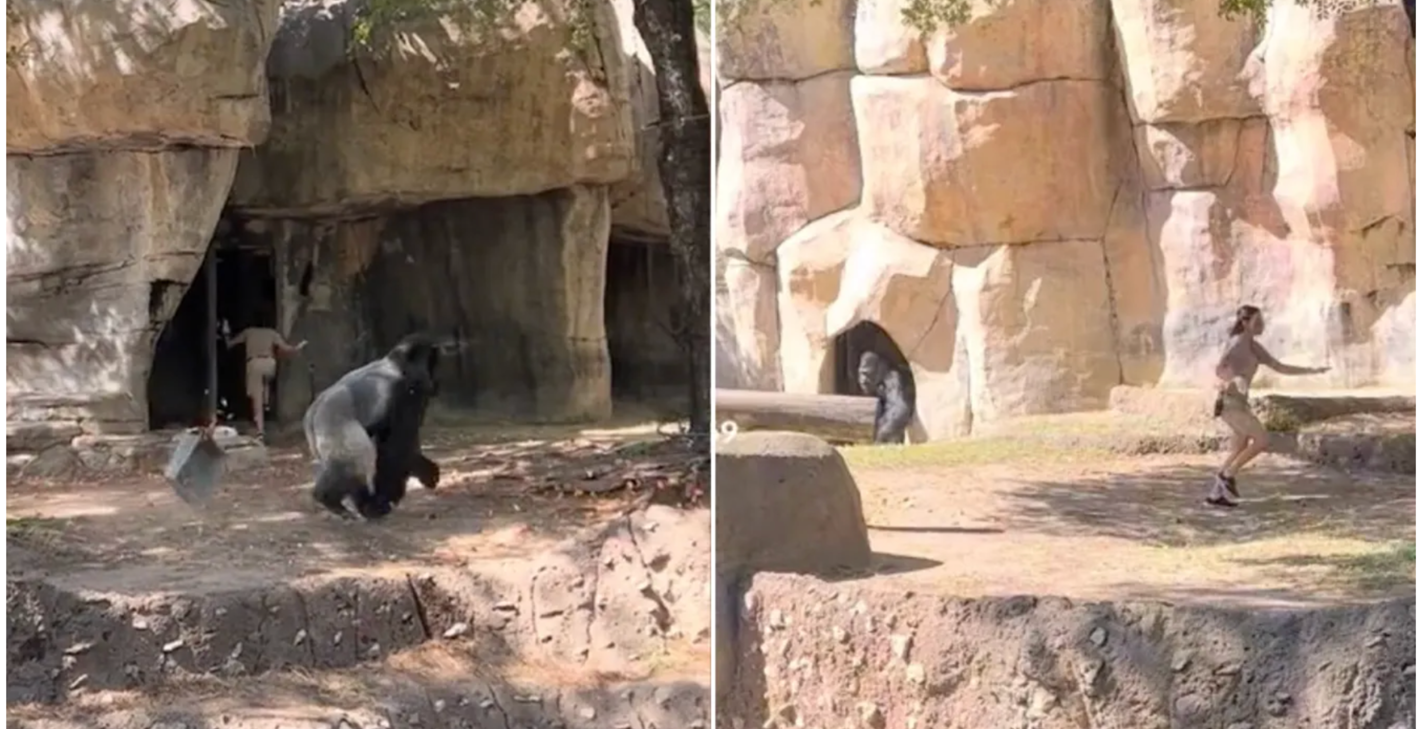 Zookeepers get stuck in gorilla enclosure with Silverback.