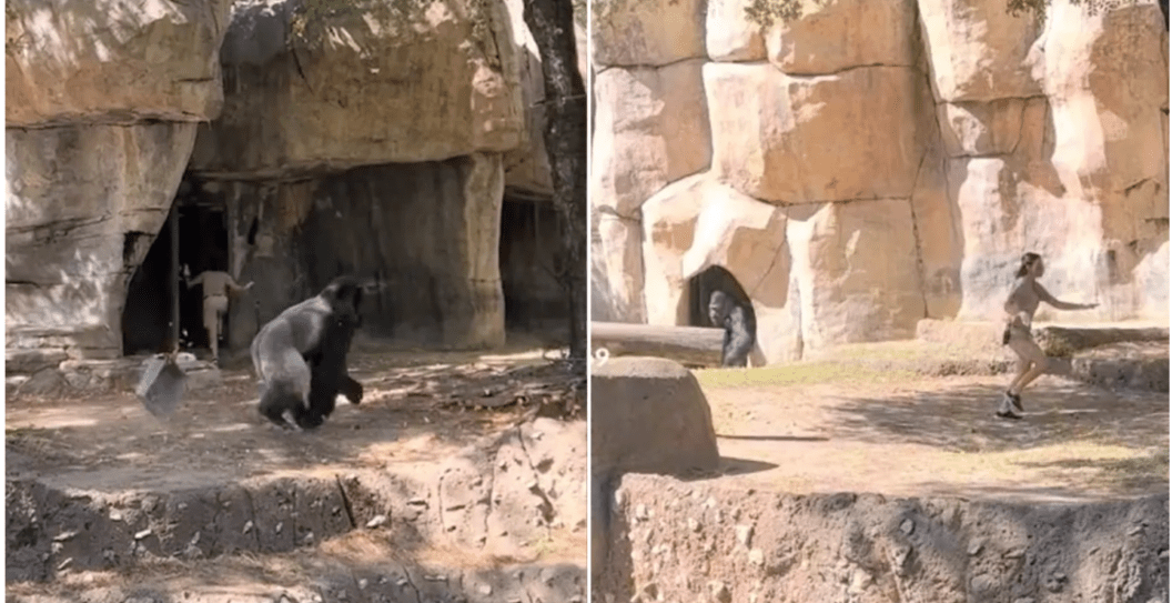 Zookeepers get stuck in gorilla enclosure with Silverback.