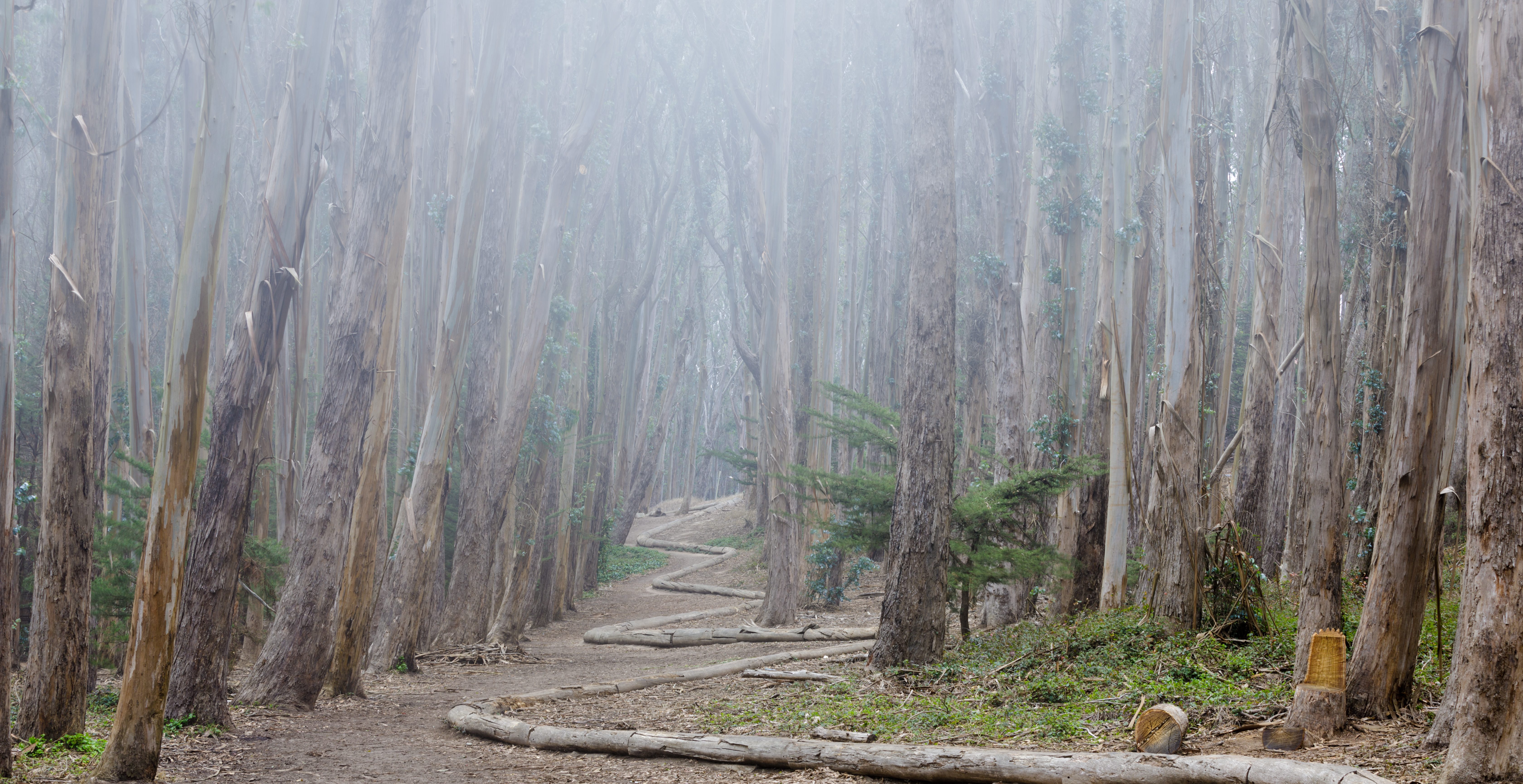 Picturesque Footpath Crossing Eucalyptus Grove AKA Lovers' Lane at the Presidio of San Francisco, San Francisco, California.