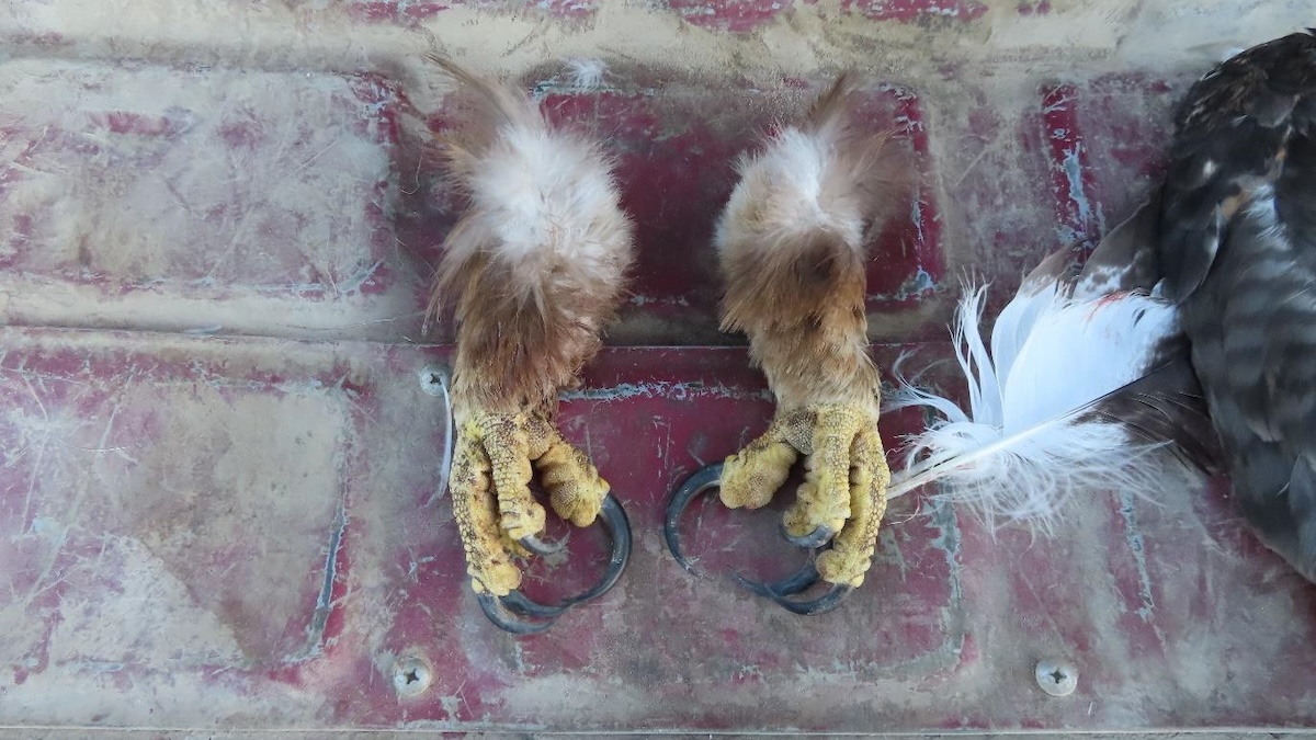 eagle parts