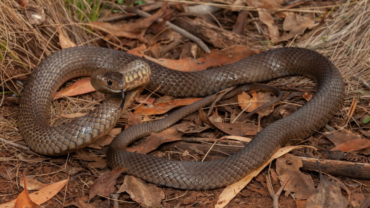 eastern brown snake