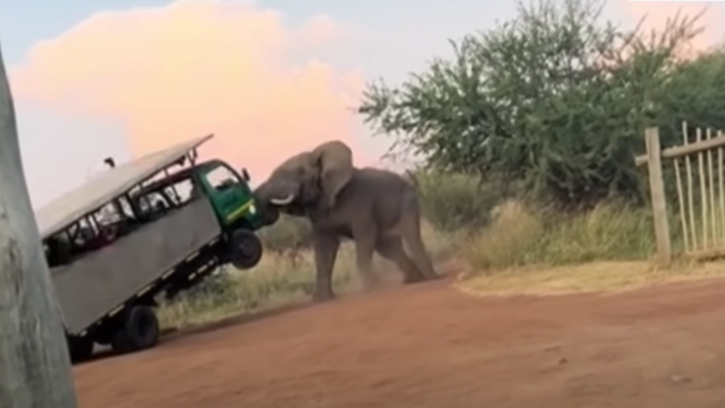 elephant attacks safari