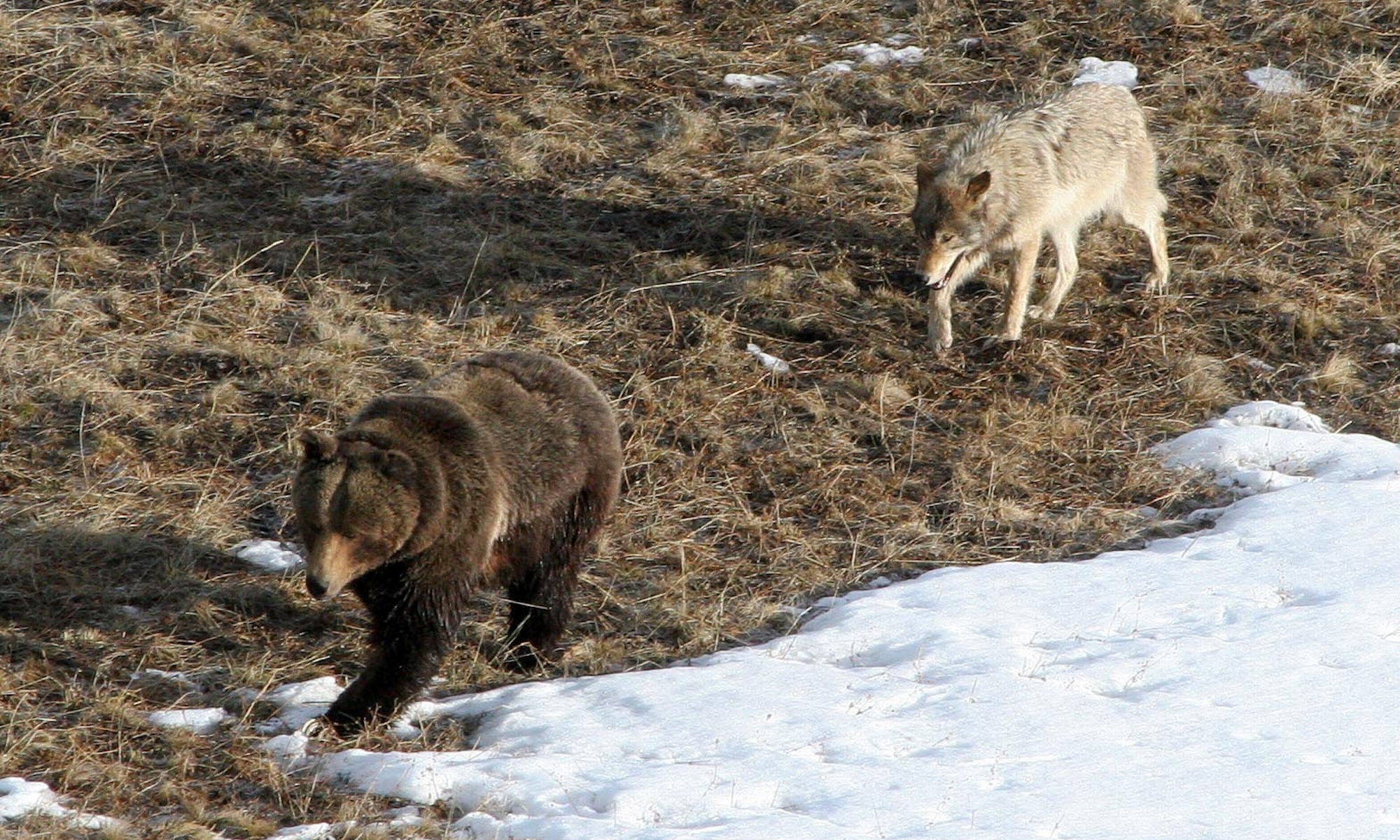 idaho wolf