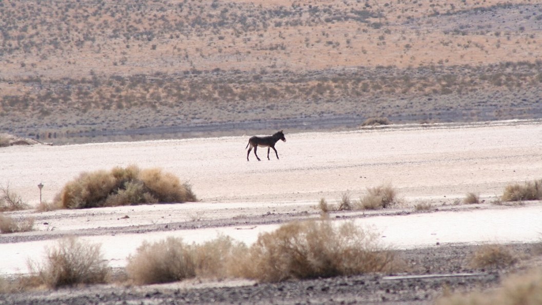 wild burro mojave
