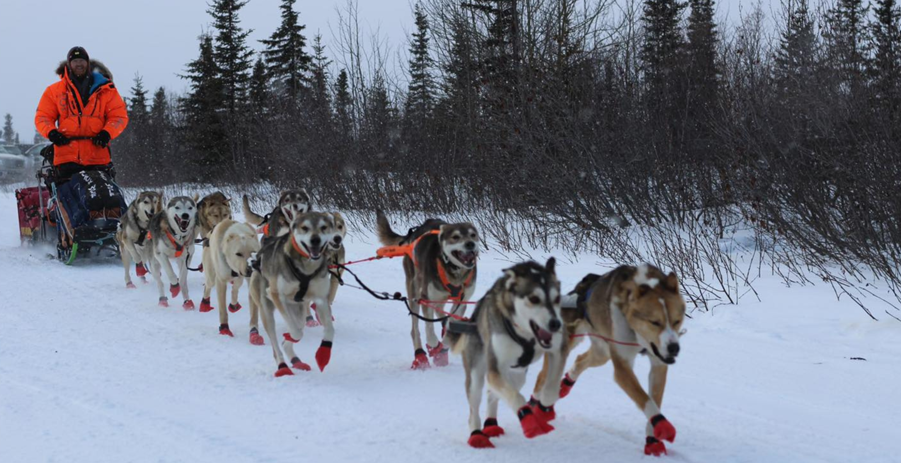 two iditarod dogs die