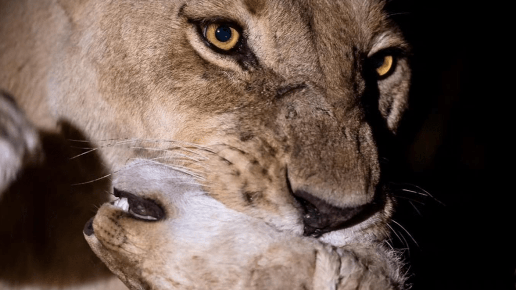 lion eats lion
