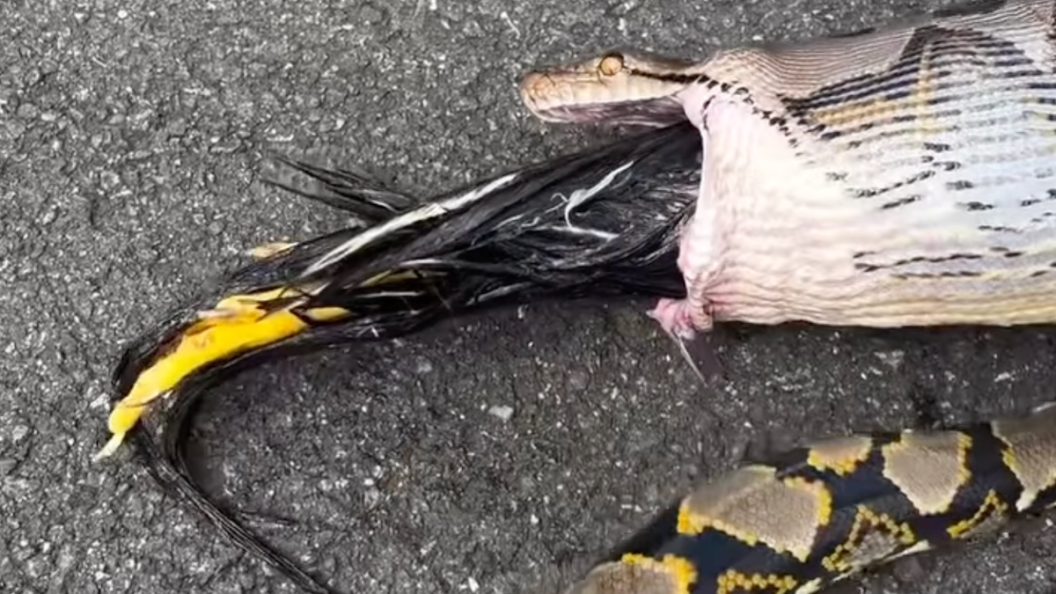 Watch: Chicken Pulled Out of Reticulated Python’s Mouth - Wide Open Spaces