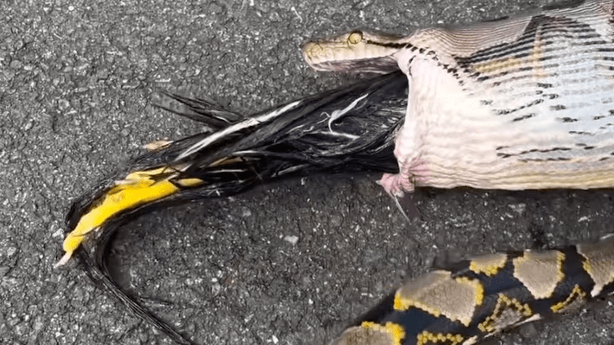 Watch: Chicken Pulled Out of Reticulated Python’s Mouth - Wide Open Spaces