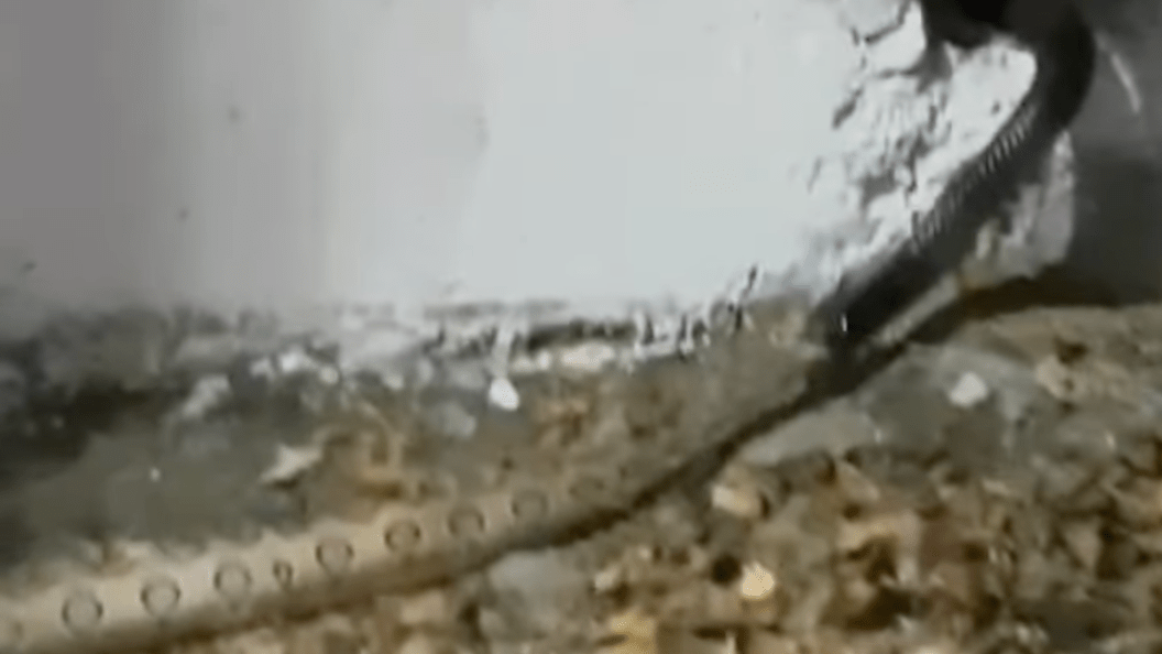 snake eats snake