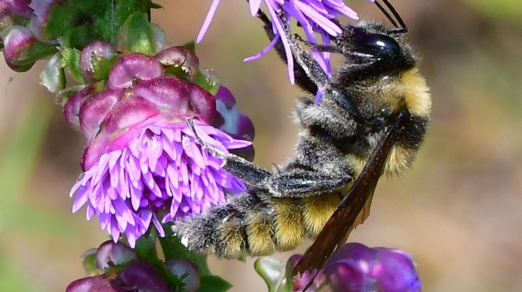 American bumblebee
