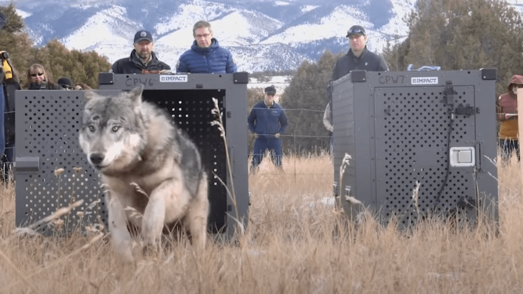 colorado gray wolves