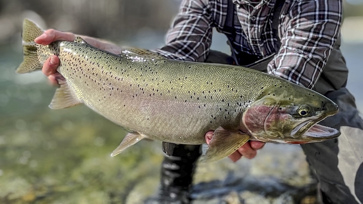 cutthroat trout cover