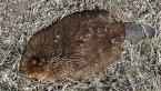 utah dead beaver