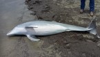 dolphin shot to death
