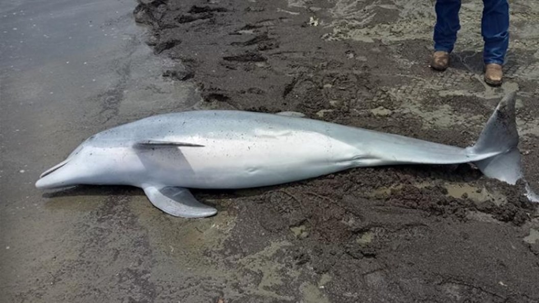 Dolphin