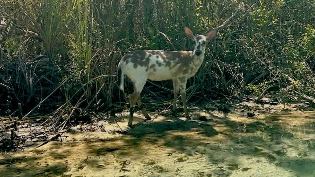 Florida Man Photographs Rare Piebald Deer - Wide Open Spaces