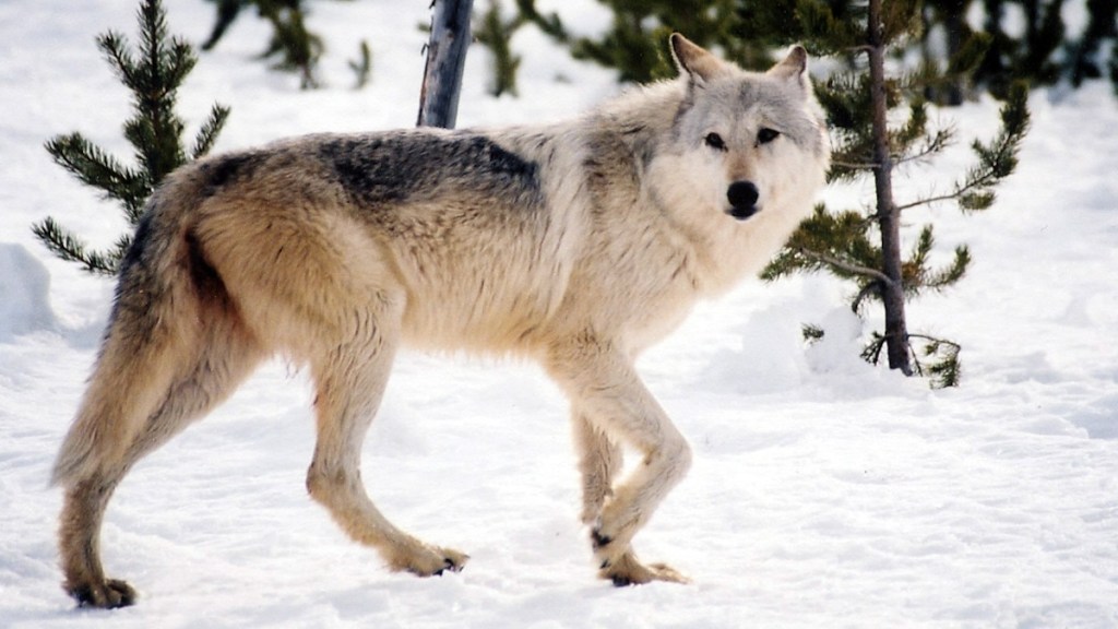 Michigan Hunter Accidentally Kills Gray Wolf in Lower Peninsula - Wide ...