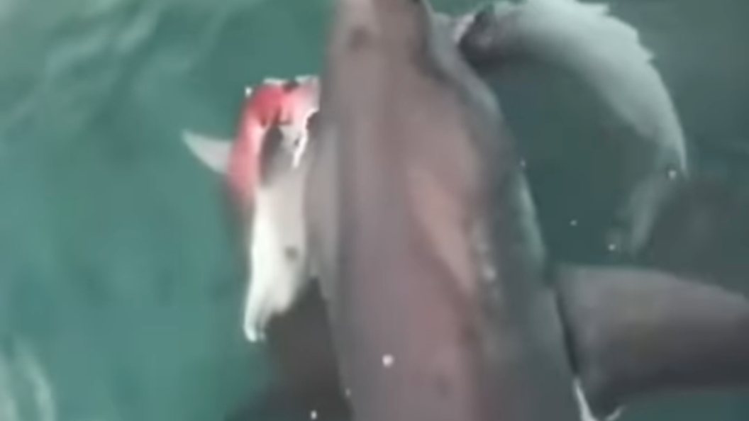 shark or dolphin