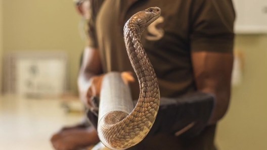 WATCH: How to Make Anti-Venom, According to Anti-Venom Makers - Wide