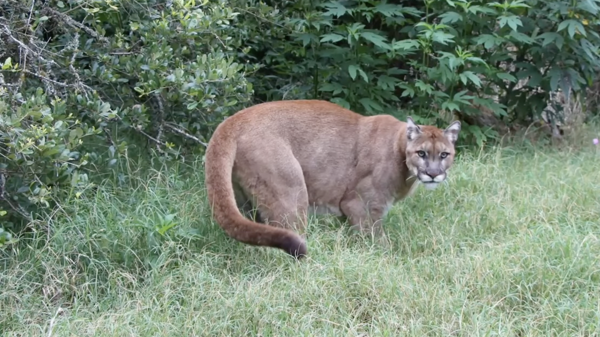 texas mountain lion