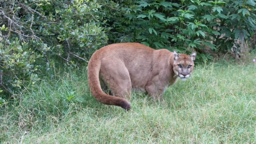 texas mountain lion
