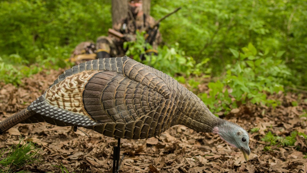 turkey hunting