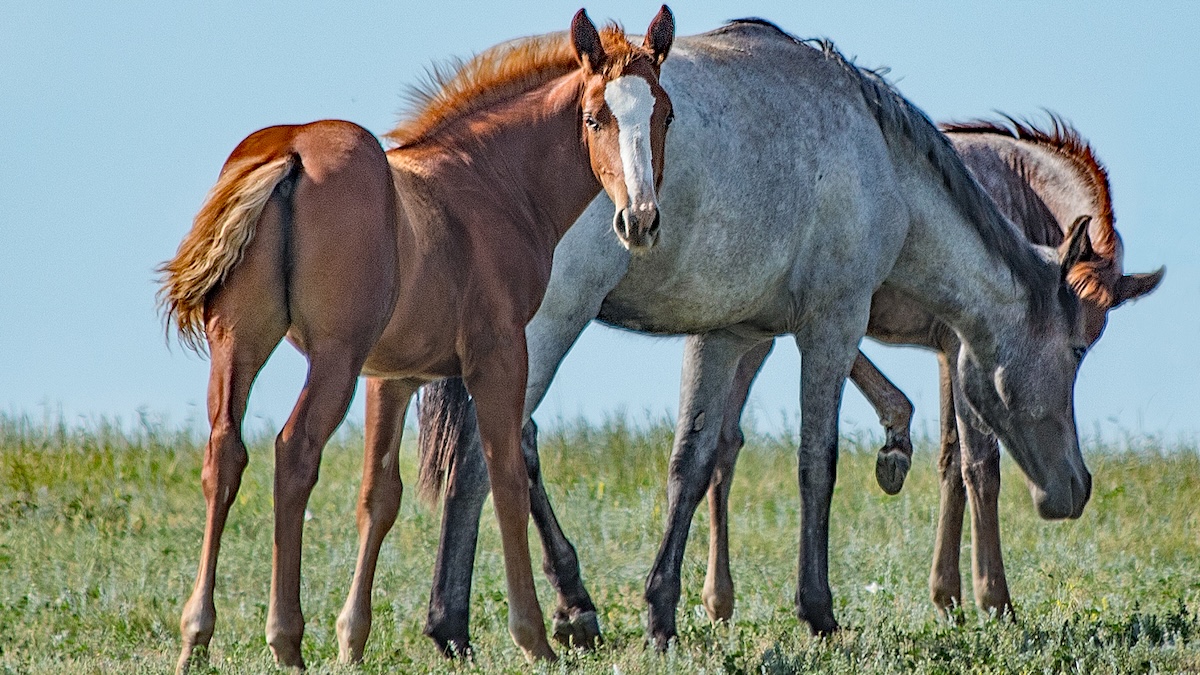 wild horses