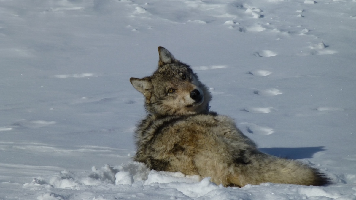 gray wolf