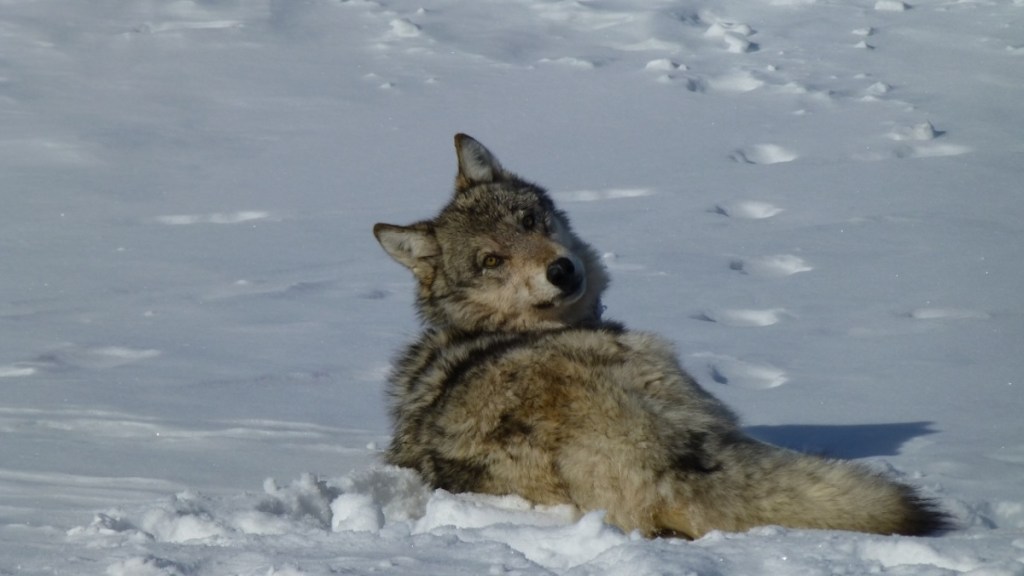 Wyoming Officials Say They Can’t Prosecute Man Who Tortured Wolf Wide