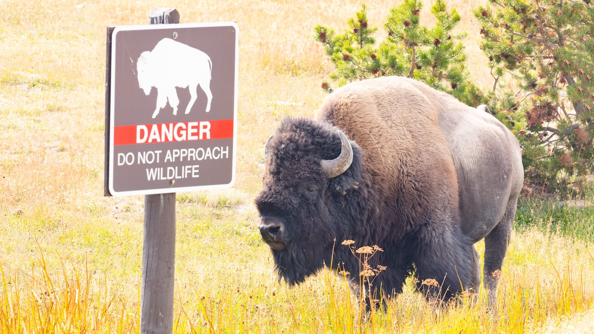 yellowstone bison