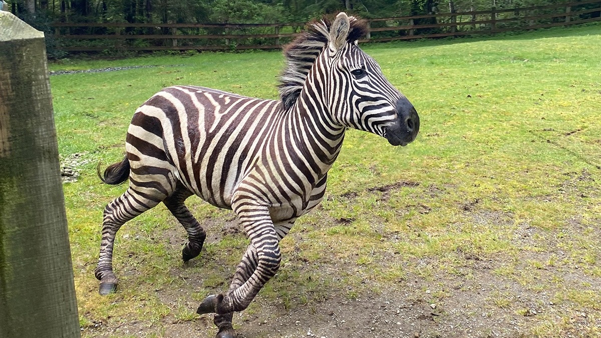 zebra